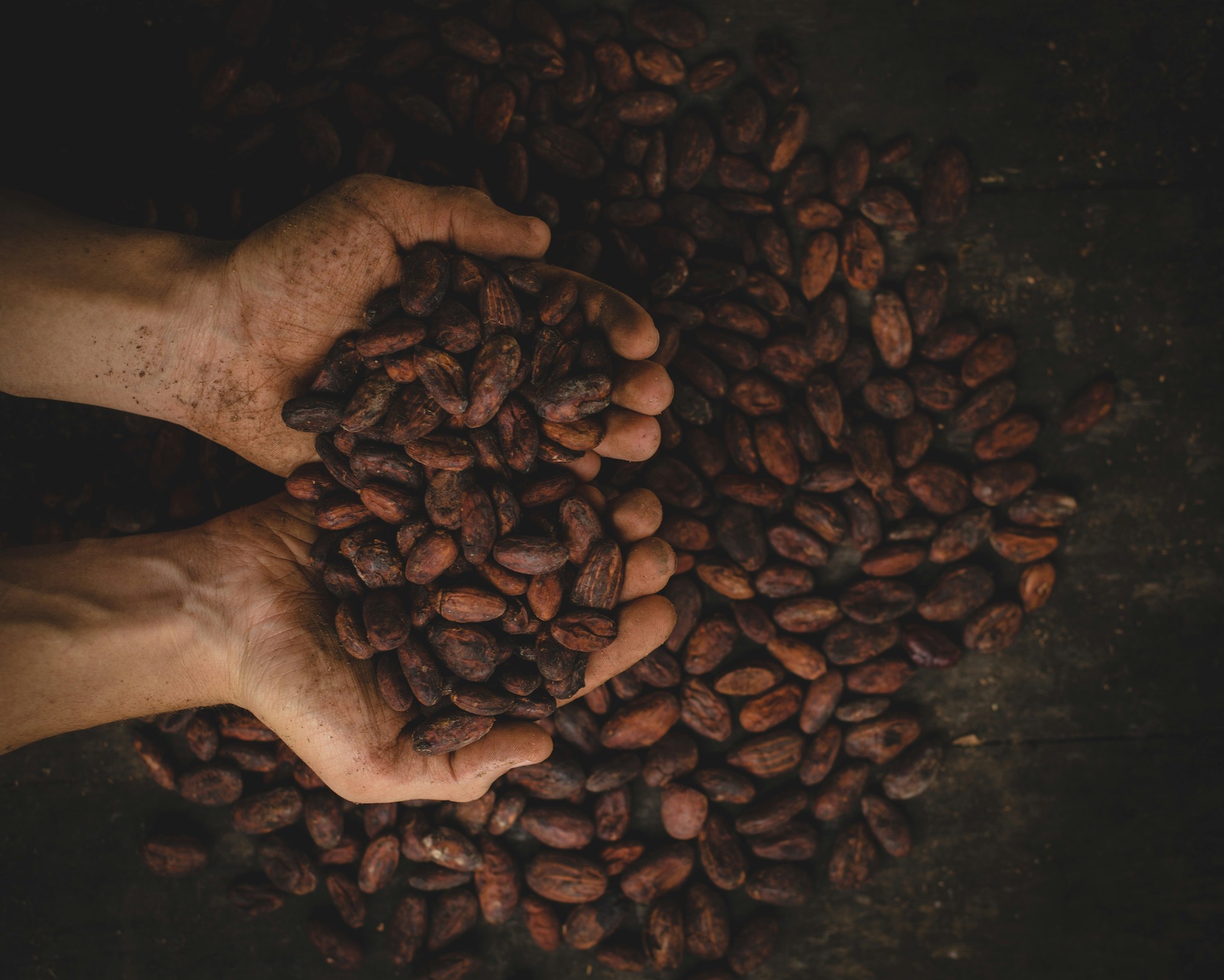 Ceny kakaa v rekordných výškach pri slabej produkcii