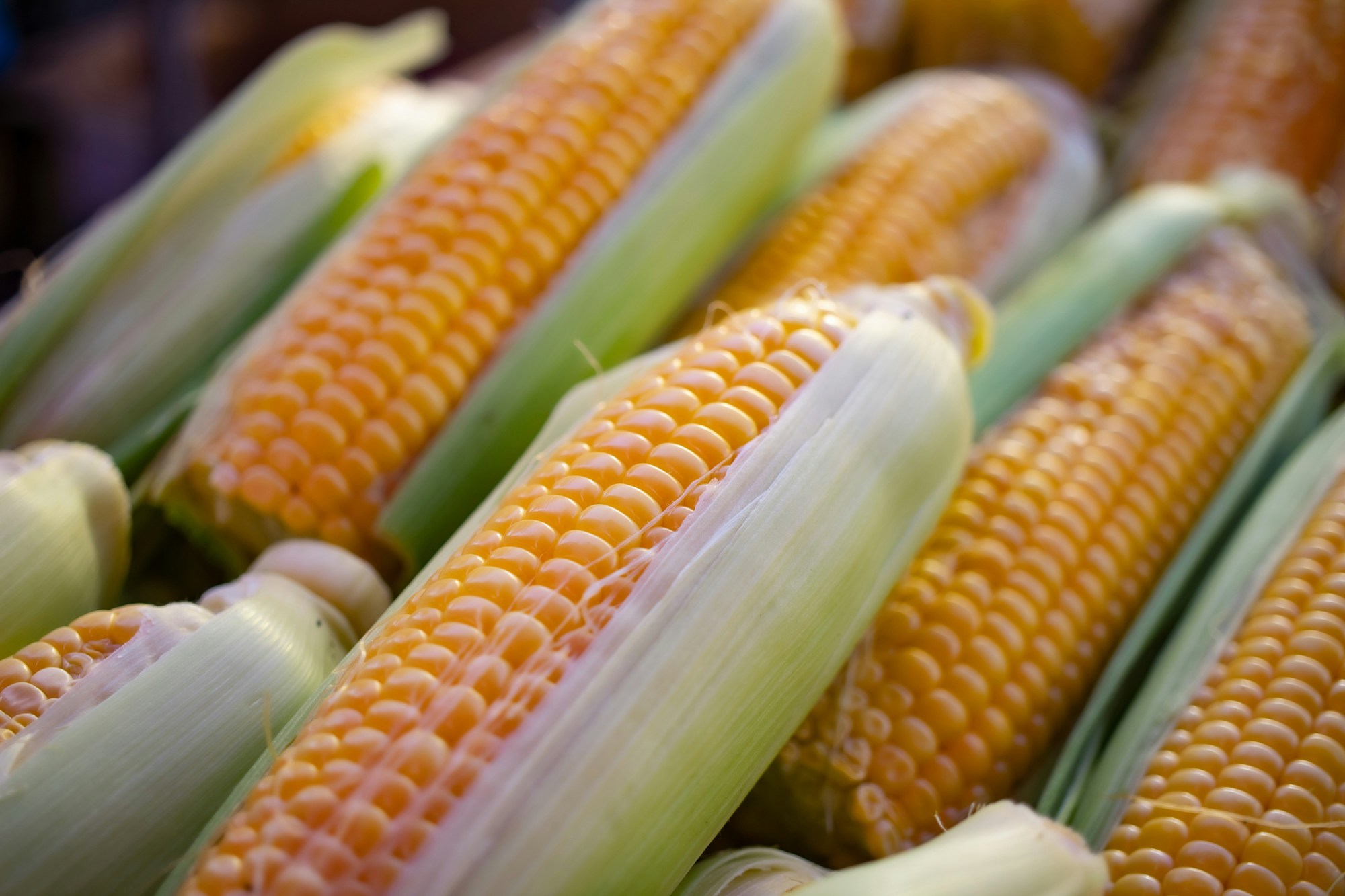 Klesající ceny kukuřice zaskočily zemědělce